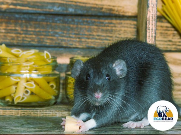 rat in a pantry leaving droppings