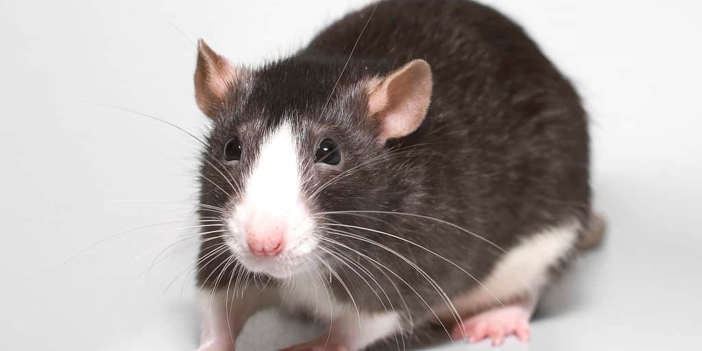 rat one brown rat facing with a clean white background