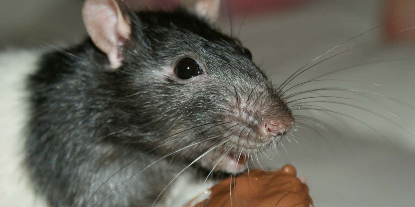 rat eating chocolate grey rat eating a bit of melted chocolate