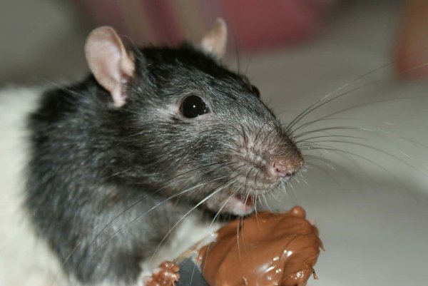 grey rat eating a bit of melted chocolate