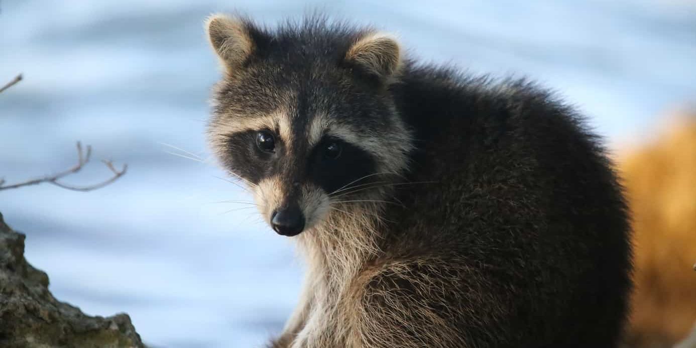 raccoon cute raccoon sitting and looking at the camera