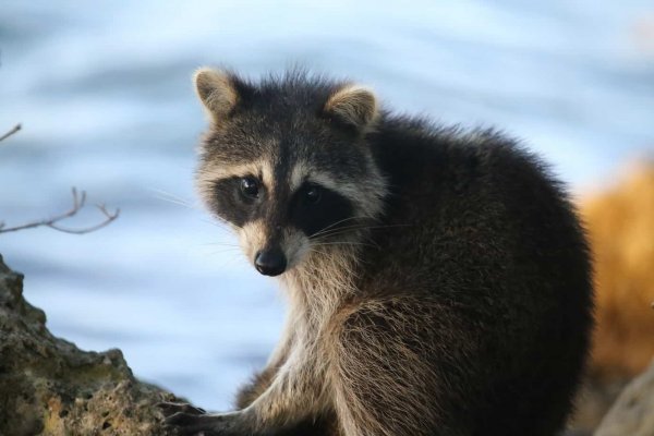cute raccoon sitting and looking at the camera