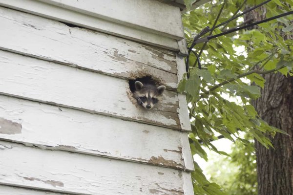 raccoon sticking it's head out from a hole in the side of a house