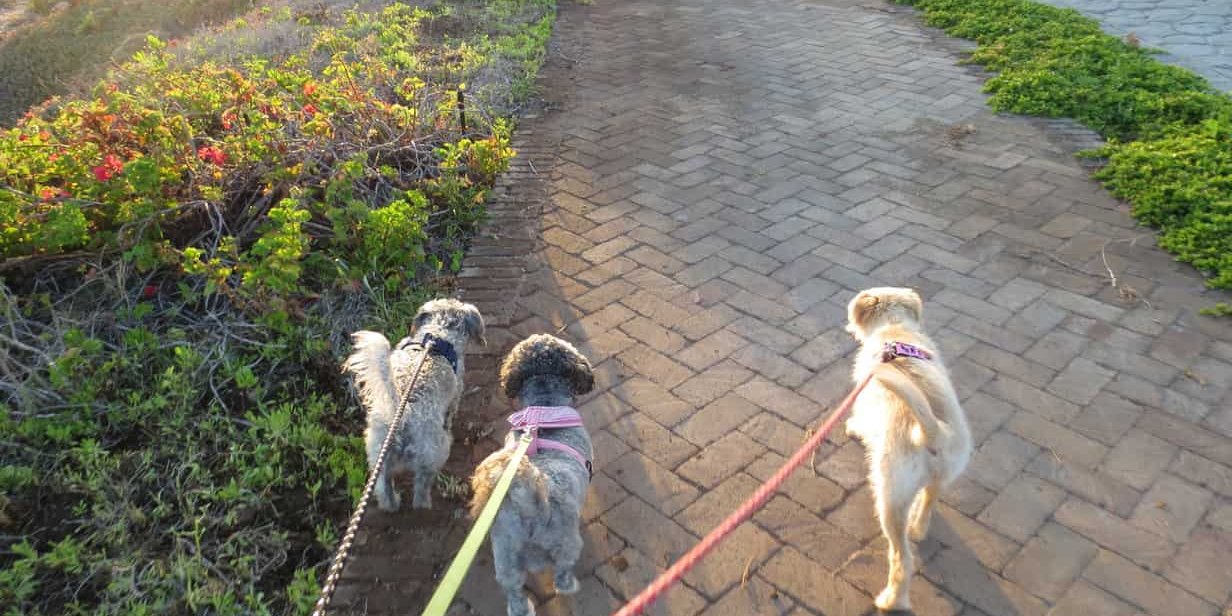 dogs three small dogs walking on a leash