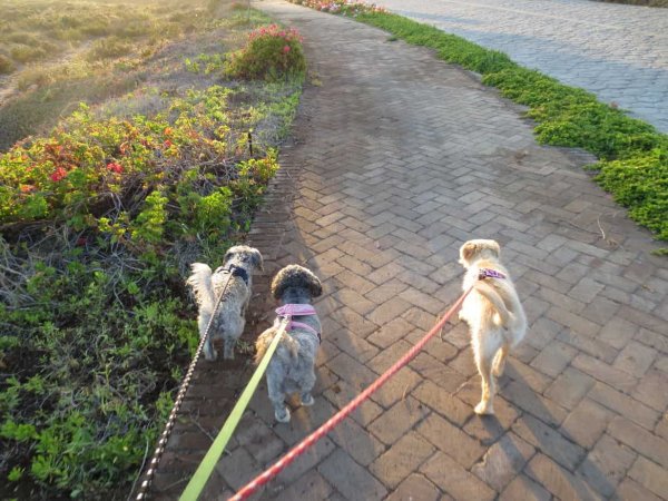 dogs three small dogs walking on a leash