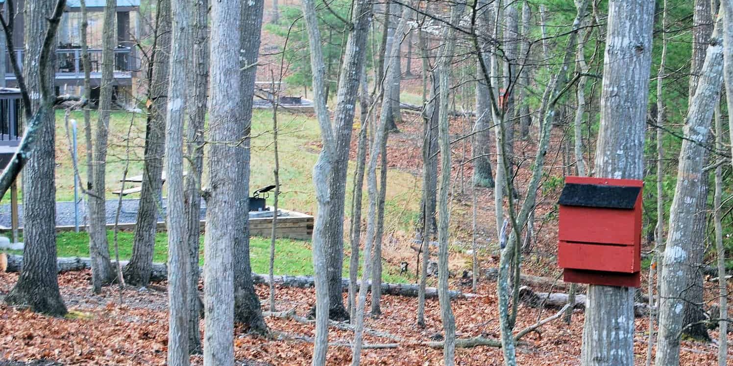bat-box red bat box on tree