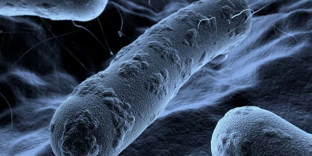 Bacteria seen under a scanning microscope bacteria under a microscope