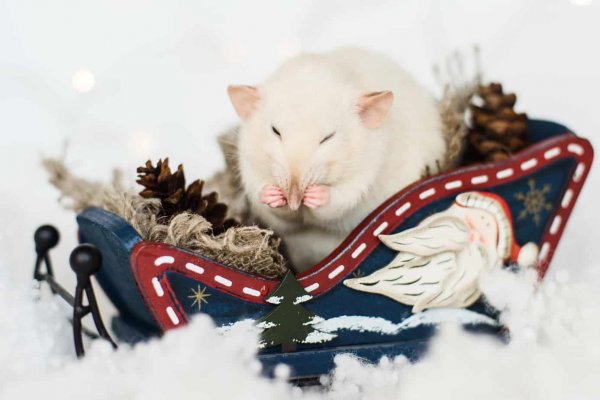 rat in a miniature sleigh
