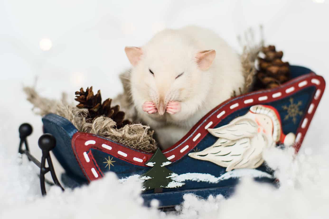 Funny rat washing up sitting in sleigh at christmas decorations rat in a miniature sleigh