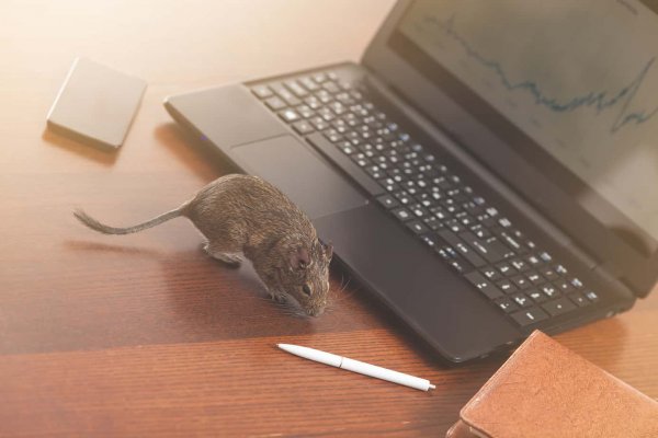 mouse next to laptop