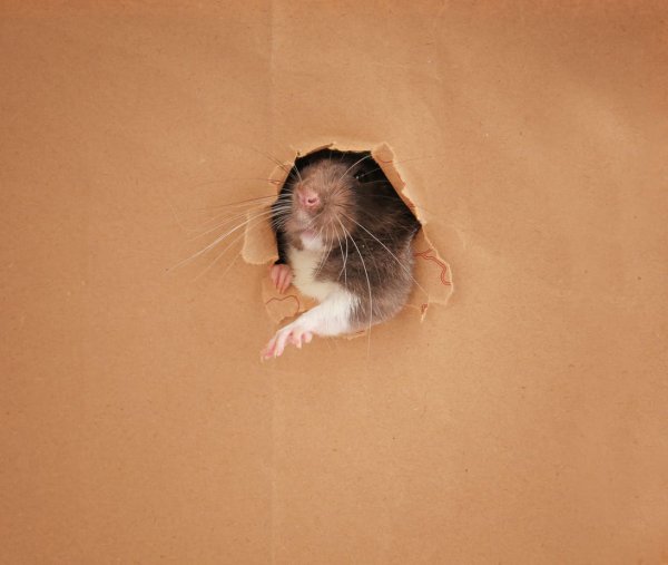 rat peaking out from a hole in cardboard