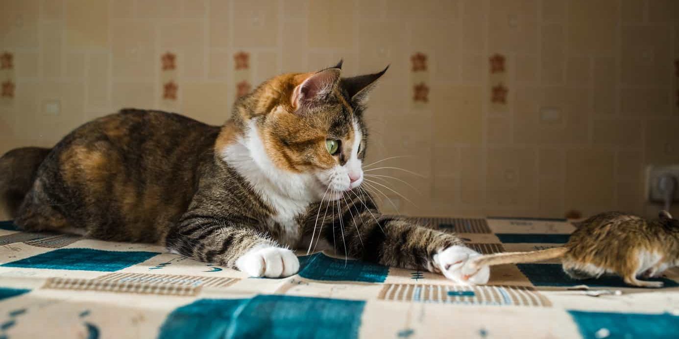 cat hunting mouse cat hunting mouse