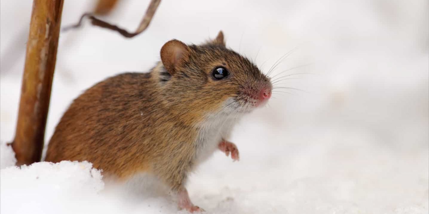Depositphotos_193256258_l-2015 Mouse in snow