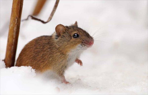Mouse in snow