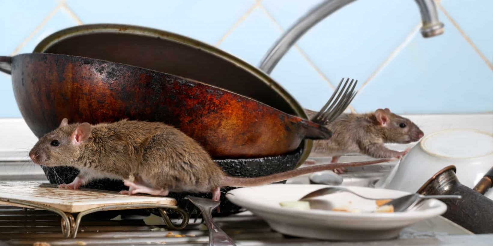 rats in kitchen sink