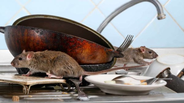 rat climbing on dirty dishes in a kitchen sink