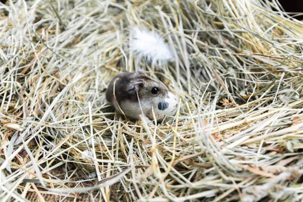Mouse with quail egg in a nest of hay