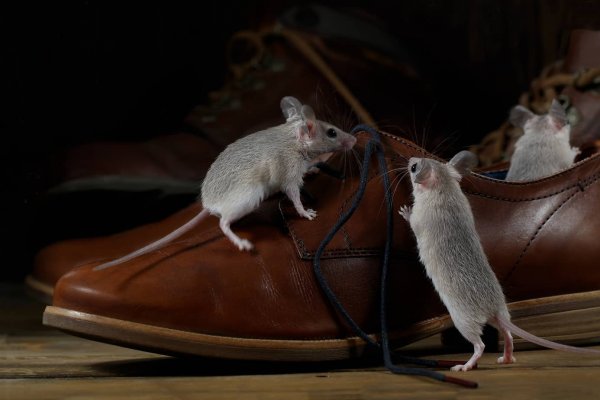 Close-up three mice and leather brown shoes