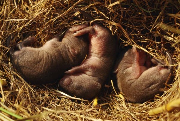 three baby mice in nest